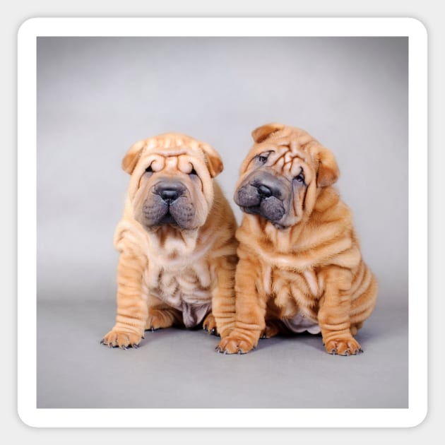 Chinese Shar Pei Puppies Sticker by PetsArt